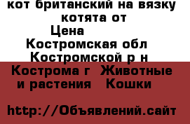 кот британский на вязку-1500    котята от 2000 › Цена ­ 1 500 - Костромская обл., Костромской р-н, Кострома г. Животные и растения » Кошки   